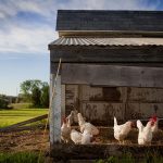 Chicken Coop