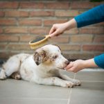 maintain house hygiene with pets