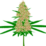 Cannabis Flowers